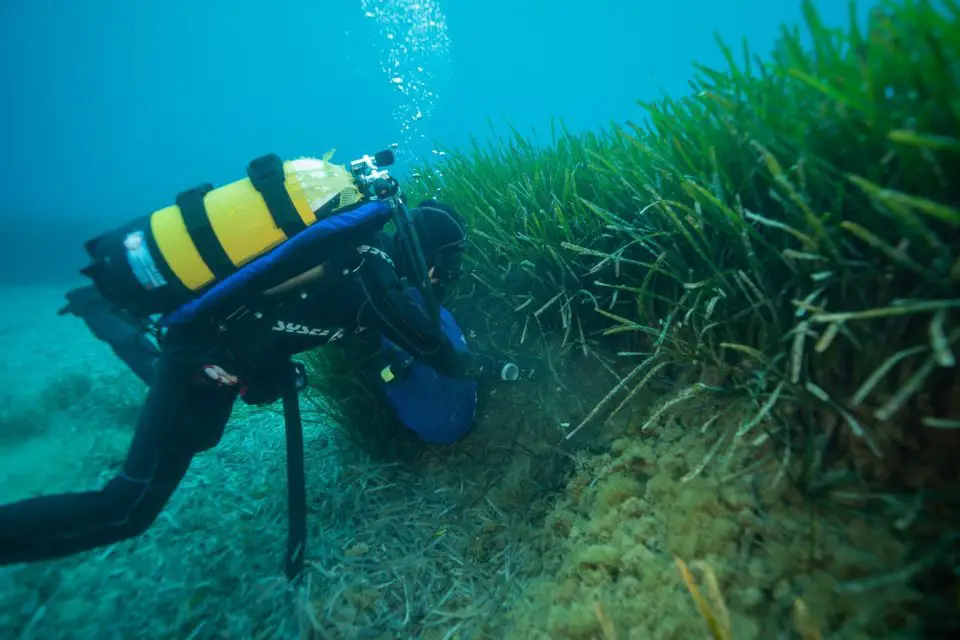 Nivea, il progetto Oasi Marina per i fondali delle isole Palmaria ed Elba