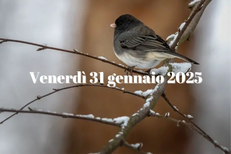 31 gennaio