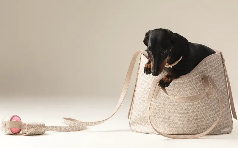 cane in borsa coccinelle pet capsule